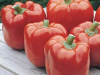 Red Knight is a jumbo sweet bell with thick walls. It starts out green and ripens to red.