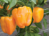 Flavorburst is a super sweet jumbo bell. it starts out lime green and ripens to a beautiful orange.