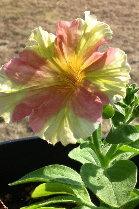 20130313-212106.jpg