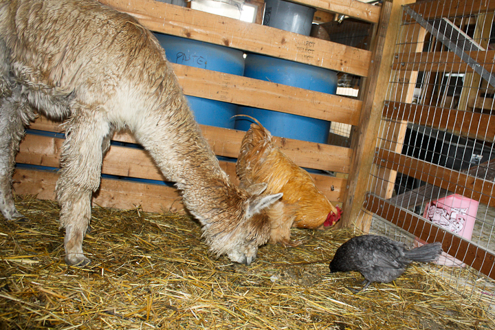 Chikilla and chickens