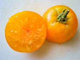 Rich old-time tomato flavor on productive plants.