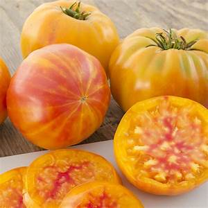 Big-Rainbow Big Rainbow is our favorite yellow striped tomato. Sweet - Juicy tomatoes on healthy & productive plants