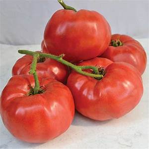 German Pink One of the tomatoes that originally ignited the heirloom movement in America, this variety originated in Bavaria. It made its U.S. debut in 1883, brought here by Michael Ott, a great-grandfather of Seed Savers Exchange co-founder Diane Ott Whealy. The luxuriant potato-leaf plants give high yields of 1- to 2-lb, nearly seedless meaty fruit. The prestigious Slow Foods USA Ark of Taste enthused: “a full sweet flavor, even floral, and...tender skinned.” This gorgeous… See More