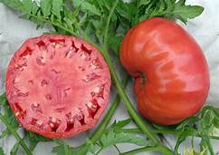 Mortgage Lifter is our favorite sandwich tomato. It has a true tomato flavor but doesn't make your toast soggy!