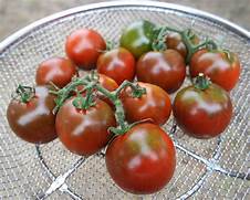 Dark, 2-3” fruit weigh 2-3 oz and have a full-bodied meaty taste. Not a true black tomato, but very dark red with chocolate shoulders. Fruit ripens in clusters of 4 or 5 and can be harvested by snipping the cluster stem.