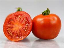 Beautiful, smooth, large red fruit is globe-shaped. With good disease resistance, great yields, perfect shape, and wonderful flavor. This variety was developed in Illinois & bred from heirloom varieties, it has fantastic taste!