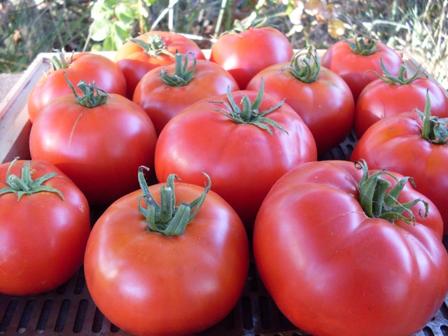 A high quality and high yielding medium-large, round, main season red slicer from Russia. Skin is always blemish free and slightly shiny. Meaty beefsteak type with dense, tasty flesh great for slicing fresh or canning