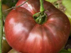 Cherokee Purple's spectacular flavor makes it a great choice for gardeners who love a sweet, juicy tomato!