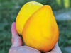 golden-king-of-siberia Golden King of Siberia Big, lemon-yellow fruit is a delightful heart shape. The flesh is smooth, creamy and has a nicely balanced sweet taste. New to us this year.