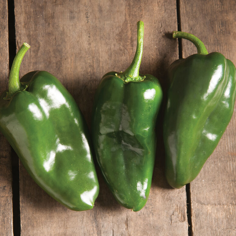 Sturdy, upright plants produce high yields of uniform, 5" smooth, mostly two-lobed fruits. Poblano fruits may be used at the green unripe or brown ripe stages. Excellent fried, roasted, or in chile rellenos.