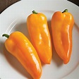 Sweet yellow "Italian fryer" type. Medium size peppers