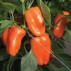 Glow is a sweet "Lunchbox" type pepper. Plant is smaller than a large bell so is suitable for container growing