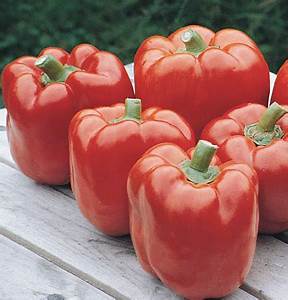 Red Knight is a jumbo sweet bell with thick walls. It starts out green and ripens to red.
