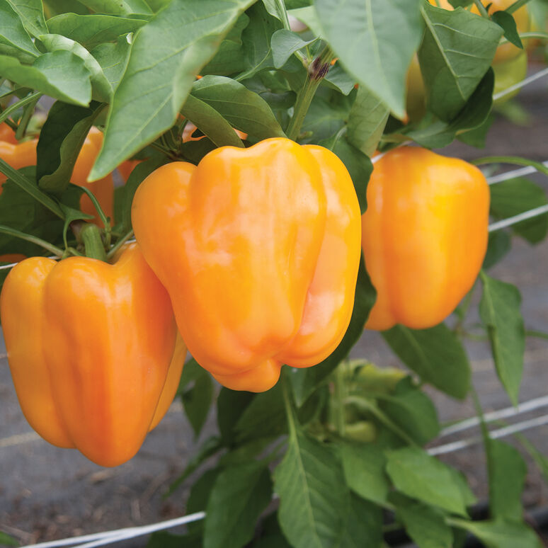 Flavorburst is a super sweet jumbo bell. it starts out lime green and ripens to a beautiful orange.