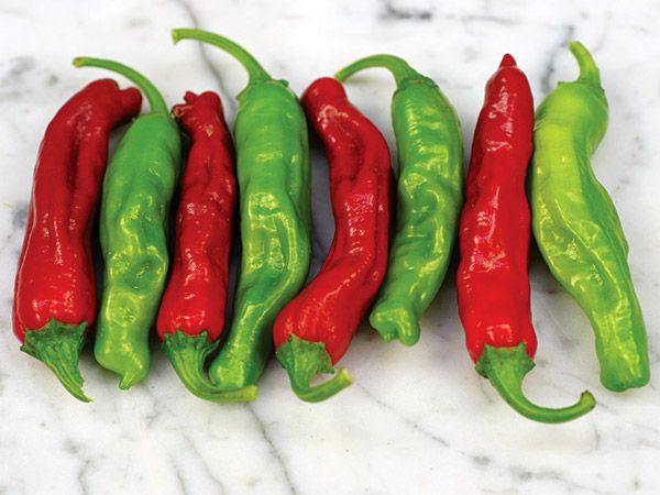 A favorite old Japanese variety which produces 3 inches long, slightly wrinkled fruit that is perfect for making tempura and other traditional recipes. Fruit is emerald green in color, ripening to red, and mildly flavored with just a bit of spice. It really is superb and is the standard with many chefs.