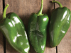Sturdy, upright plants produce high yields of uniform, 5" smooth, mostly two-lobed fruits. Poblano fruits may be used at the green unripe or brown ripe stages. Excellent fried, roasted, or in chile rellenos.
