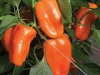 Glow is a sweet "Lunchbox" type pepper. Plant is smaller than a large bell so is suitable for container growing