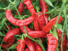 Jimmy Nardelo is a sweet Italian heirloom pepper - red when ripe