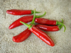 An iconic chili hailing from the mountains of the Hidalgo and Puebla states of Mexico. Second only to jalapeño in popularity, serrano does have similar characteristics, except that the serrano averages 2-3 times hotter than jalapeños and are typically a bit thinner and shorter (approximately ½ inch thick and 3-4 inches long). This ubiquitous chili is easy to grow and prolific..