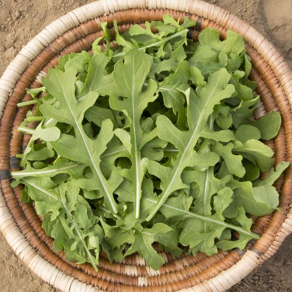 Arugula-Esmee