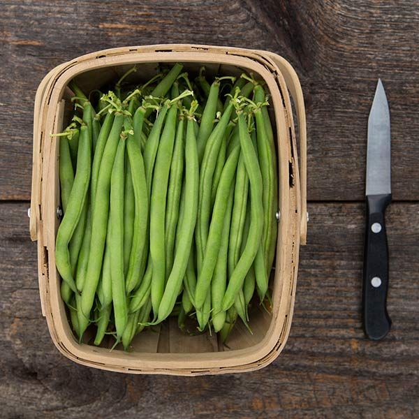 Bush-bean-Antigua