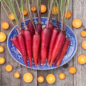 Carrot-Cosmic-Purple