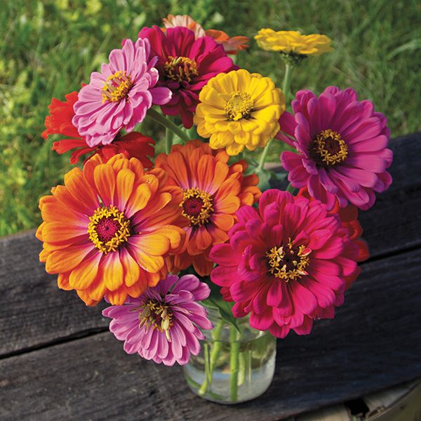 County-Fair-Blend-Zinnia