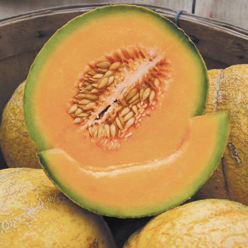 Delicious-melon