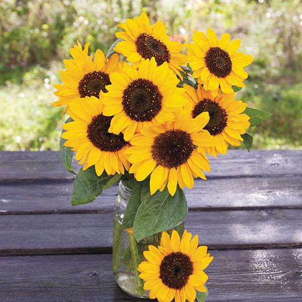 Dwarf-Sunflower-Hella