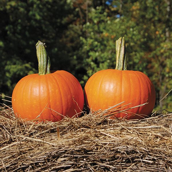 Pumpkin-Baby-Pam