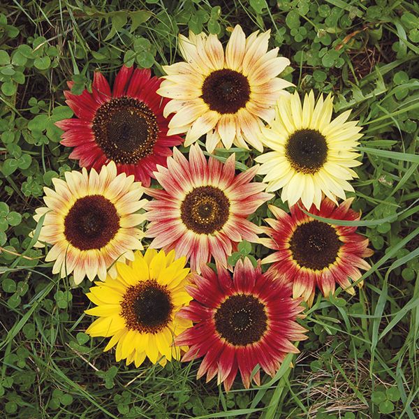 Sunflower-Evening-Colors
