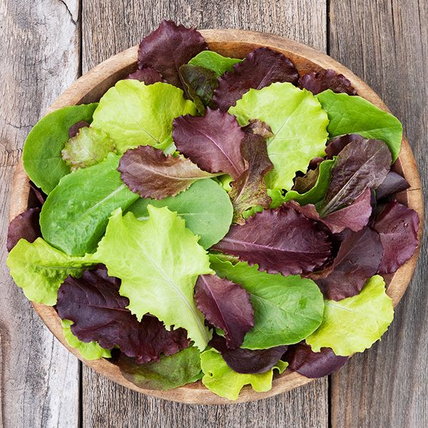 Yankee-hardy-lettuce-Blend
