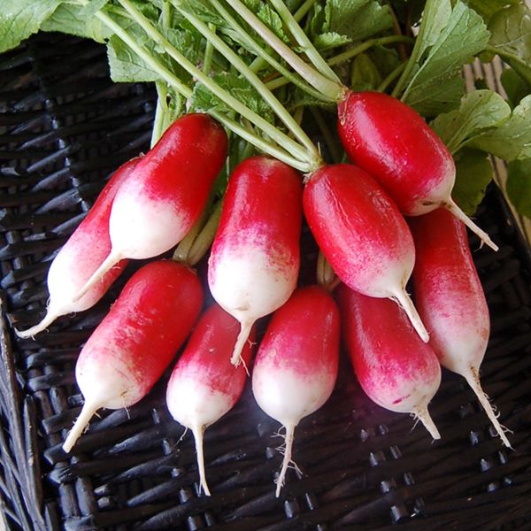 radish-French-Breakfast