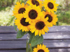 Dwarf-Sunflower-Hella